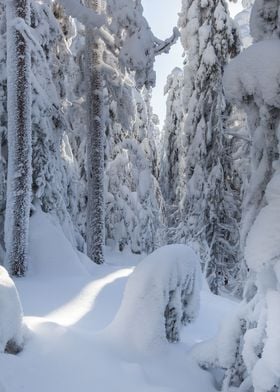 Snow covered forest