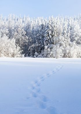 Snowshoe tracks