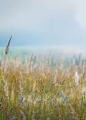 Morning Fog Above The Fiel