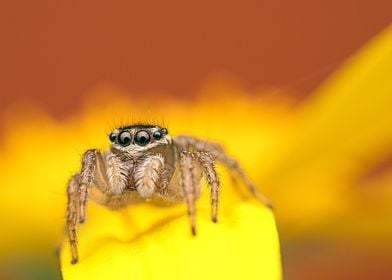 Jumping Spider