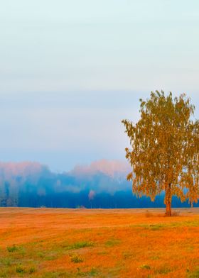 Lonely Tree In The Field D