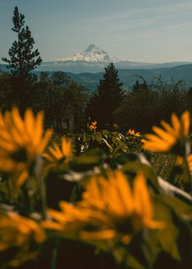Mt Hood wildflowers