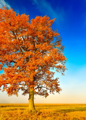 Colorful Lonely Tree In Th