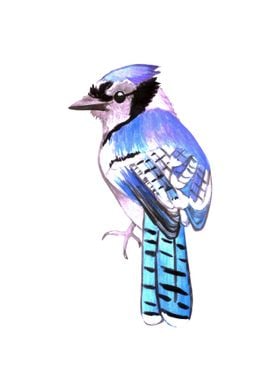 Blue Jay bird painting