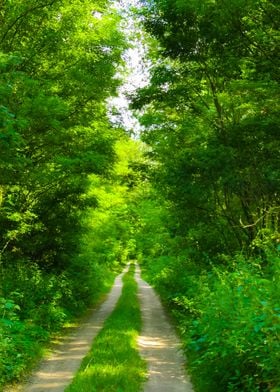 Path In The Green Forest' Poster by Stunning Wallpapers | Displate