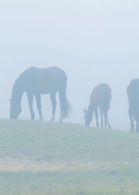 Horse Family In Fog