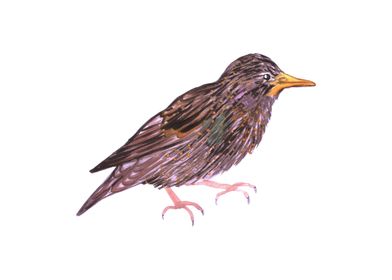 Common starling bird art