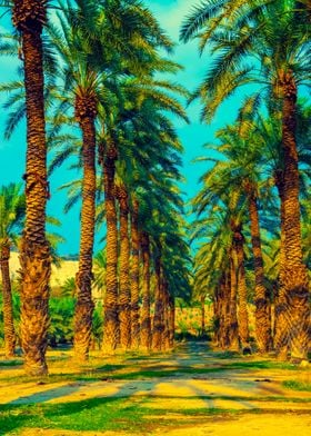 Date Palm Trees Plantation