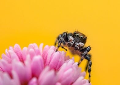 Jumping Spider