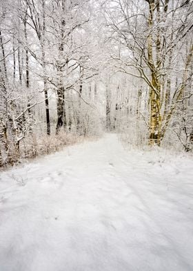 Winter Scene Road And Fore