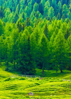 Amazing View On Cristallo 