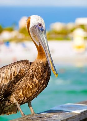 Clearwater Beach Florida P