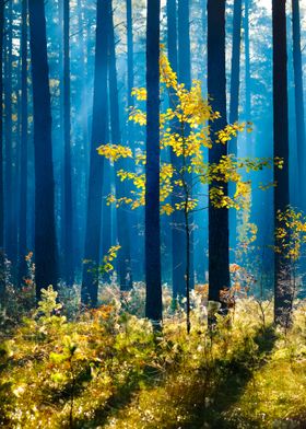 Colorful Lonely Tree In Th