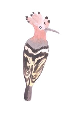 Hoopoe or Upupa epops bird