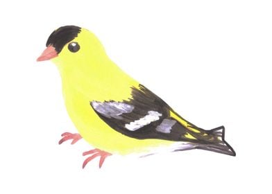 American goldfinch