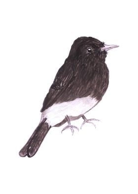 Black phoebe bird