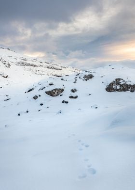 Tracks in the snow