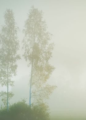 Strong Morning Fog Above T