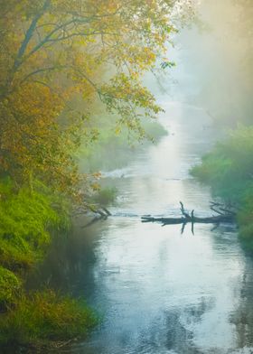 Mornig River And A Forest 