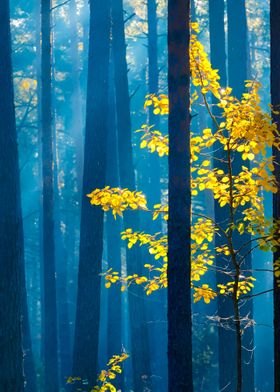 Colorful Lonely Tree In Th