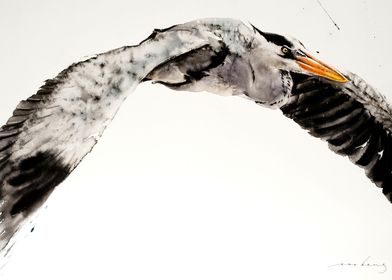 Stork in Flight2