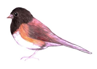 Junco bird watercolor