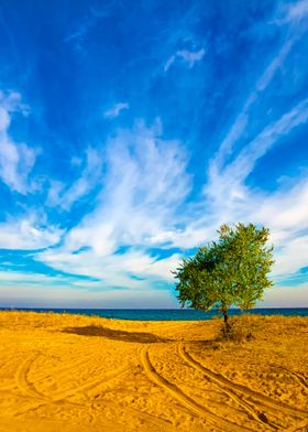 Alone Tree At The Seashore