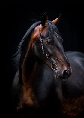 Rottaler stallion Lucanus