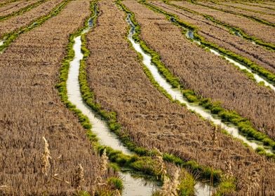 Rice fields 