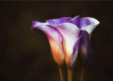 Calla Lilies