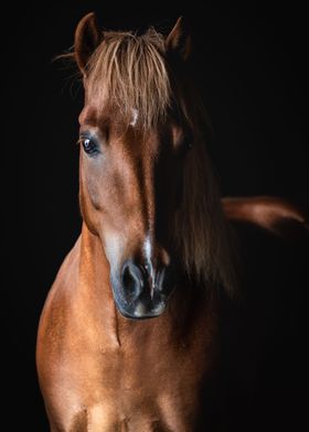 Icelandic Pony Skjomi