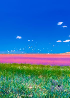 Beautiful Pink Mud Lake