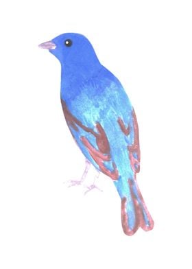 Indigo bunting bird 