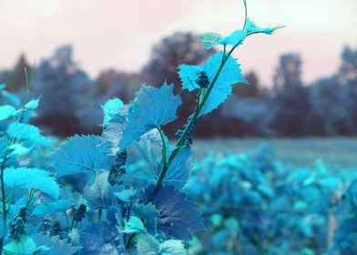 Baby Grape Clusters  Blue