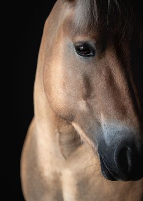Fjord Horse Closeup