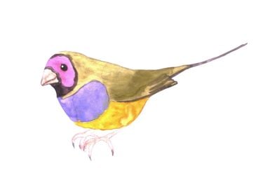 Red headed Gouldian finch