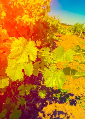 Vineyard At Sunset