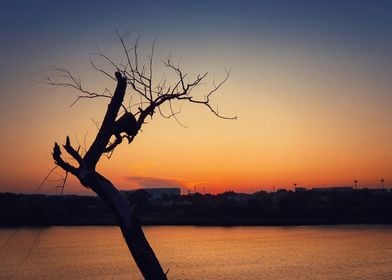 dry tree over sunset sky