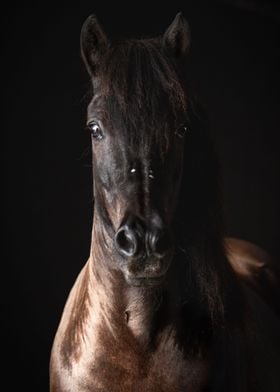 Icelandic Horse Farri