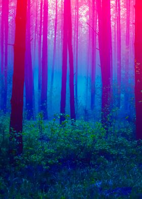 Beautiful Foggy Forest Wit