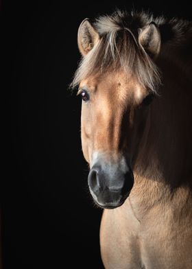 Norwegian Fjord Horse