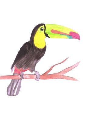 Keel billed Toucan bird 