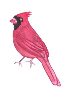 Northern cardinal bird