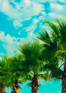 Palm Trees Row Against Sky