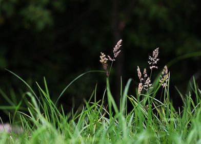 Photography Plant