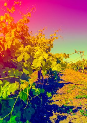 Vineyard At Sunset