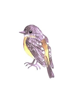 Eastern Yellow robin bird