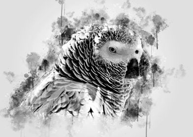 African Grey Parrot BW