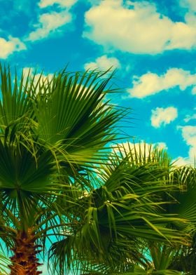 Palm Trees Against Sky Wit