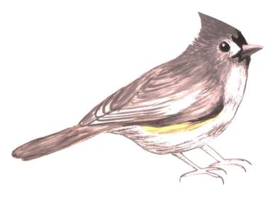 Tufted titmouse bird